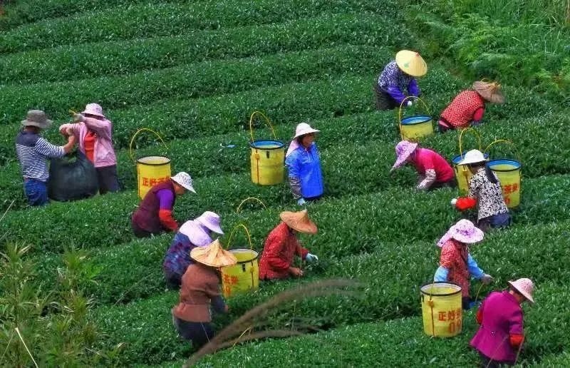 △軍營村茶農(nóng)在茶園采茶。