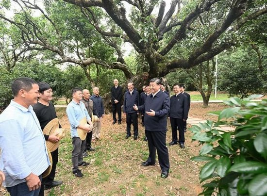 2023年4月11日，習(xí)近平總書記在廣東茂名高州市根子鎮(zhèn)柏橋村荔枝種植園，同現(xiàn)場技術(shù)人員親切交流。