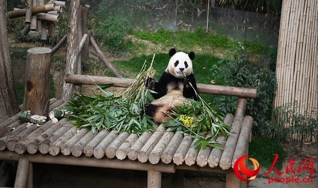 “福寶”享用新鮮的竹子。人民網(wǎng) 李帆攝