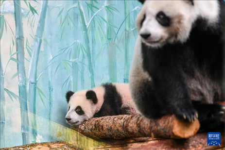 這是3月8日在俄羅斯莫斯科動物園拍攝的大熊貓“喀秋莎”（左）和媽媽“丁丁”。新華社記者 曹陽 攝