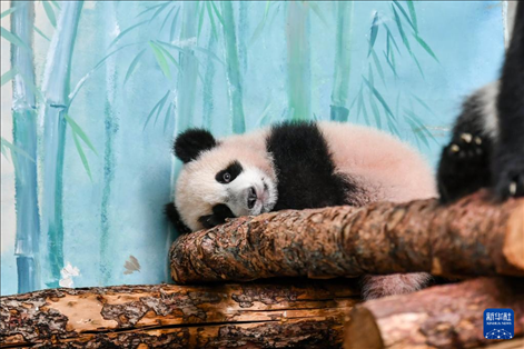 這是3月8日在俄羅斯莫斯科動物園拍攝的大熊貓“喀秋莎”。新華社記者 曹陽 攝