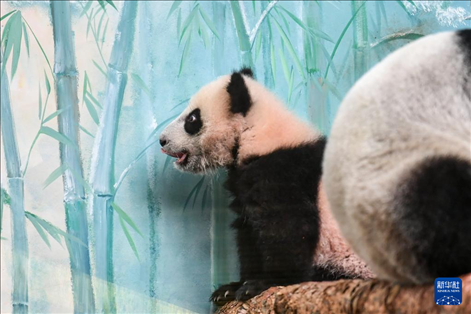 這是3月8日在俄羅斯莫斯科動物園拍攝的大熊貓“喀秋莎”。新華社記者 曹陽 攝