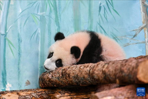 這是3月8日在俄羅斯莫斯科動物園拍攝的大熊貓“喀秋莎”。新華社記者 曹陽 攝