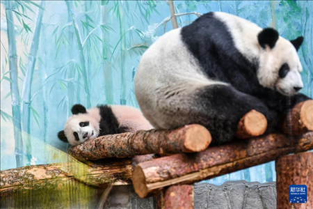 這是3月8日在俄羅斯莫斯科動物園拍攝的大熊貓“喀秋莎”（左）和媽媽“丁丁”。新華社記者 曹陽 攝
