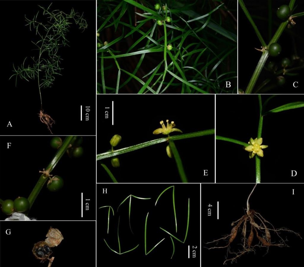 圖為大別山天門(mén)冬的形態(tài)特征。（中國(guó)科學(xué)院武漢植物園供圖）