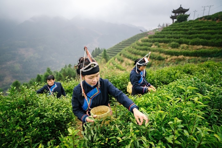 惠明茶采摘。供圖 共享聯(lián)盟·景寧