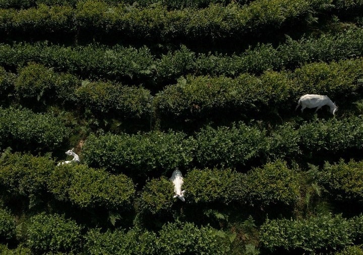 惠明茶園，養(yǎng)羊控草。供圖 共享聯(lián)盟·景寧