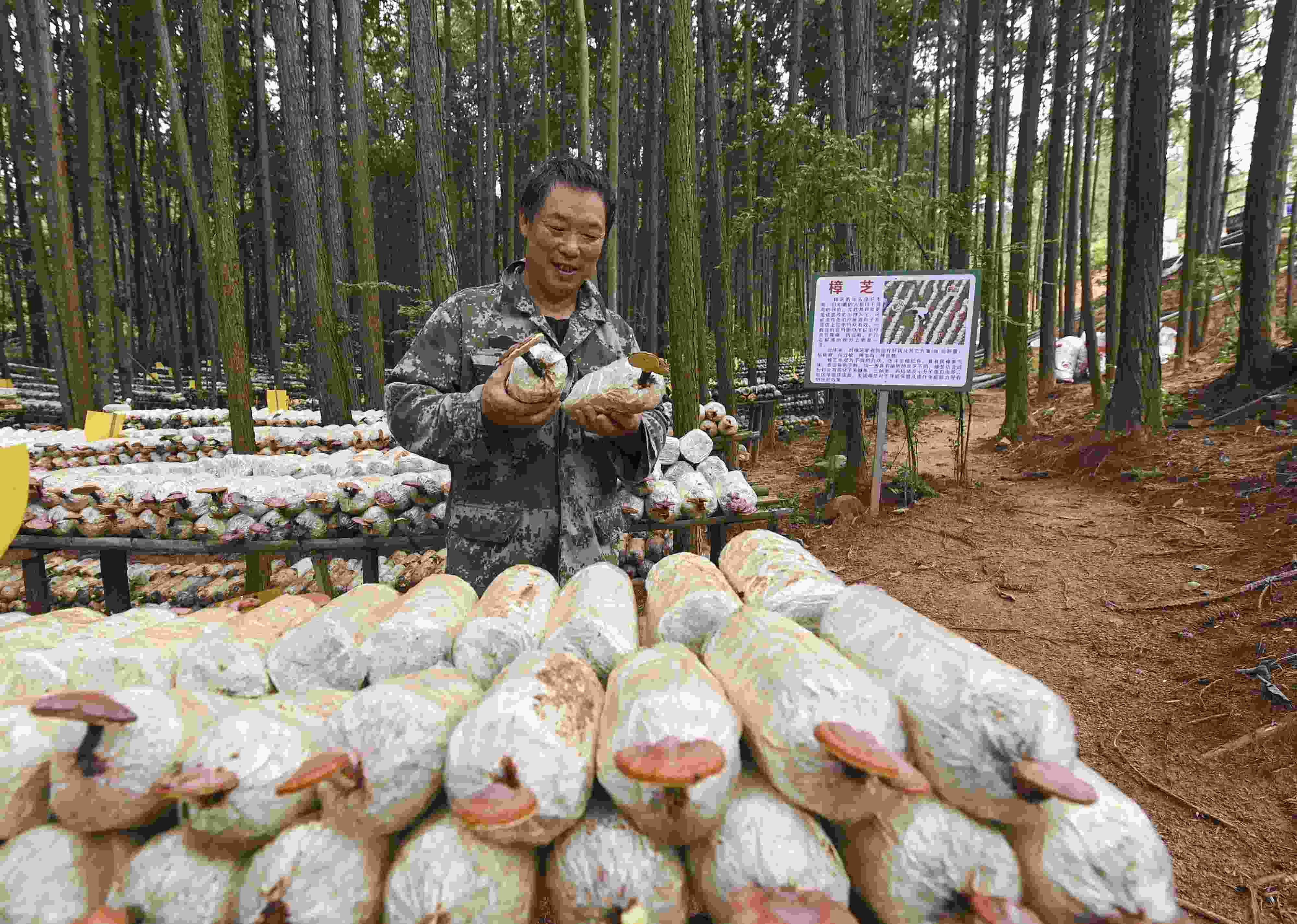 2023年9月21日，江西省撫州市，廣昌縣旴江生態(tài)公益林場，種植戶正在查看樟芝等食用菌的生長情況。