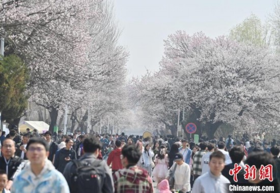 4月21日，大量游客來(lái)到吉林大學(xué)南嶺校區(qū)賞花。張瑤 攝