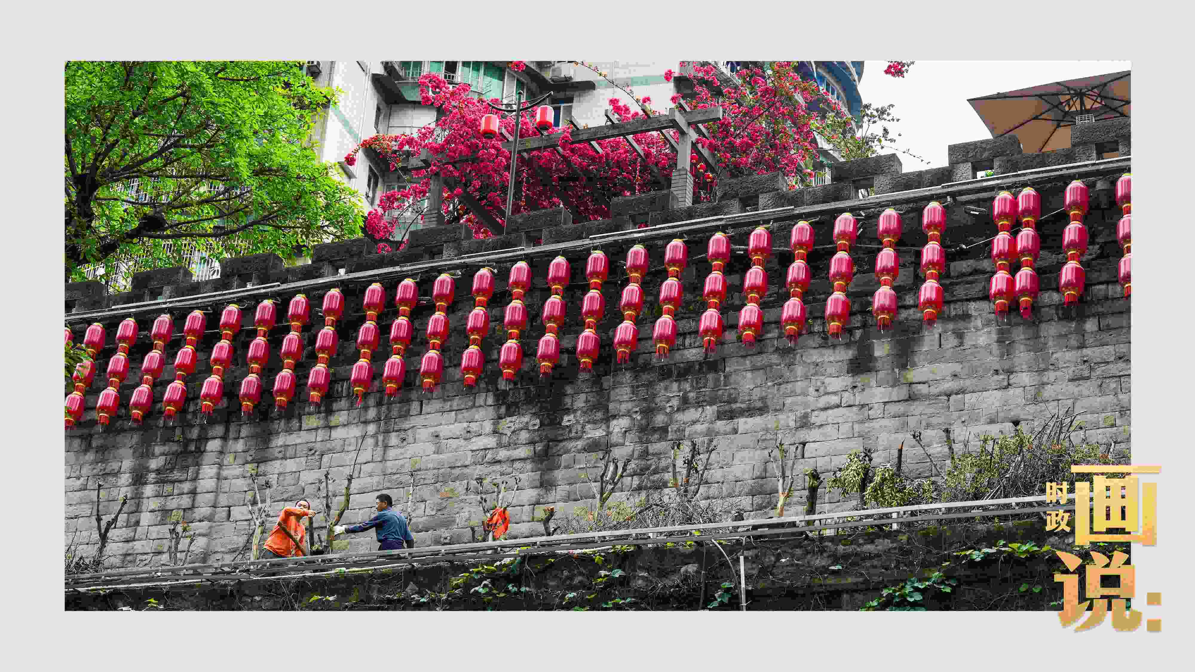 △盛放的三角梅下，園林工人修剪著古老通遠(yuǎn)門(mén)城墻上的一抹新綠。