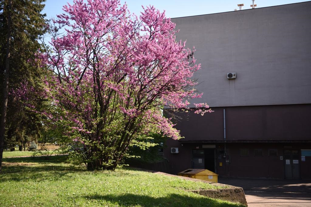 斯梅戴雷沃鋼廠里盛開的南歐紫荊花。