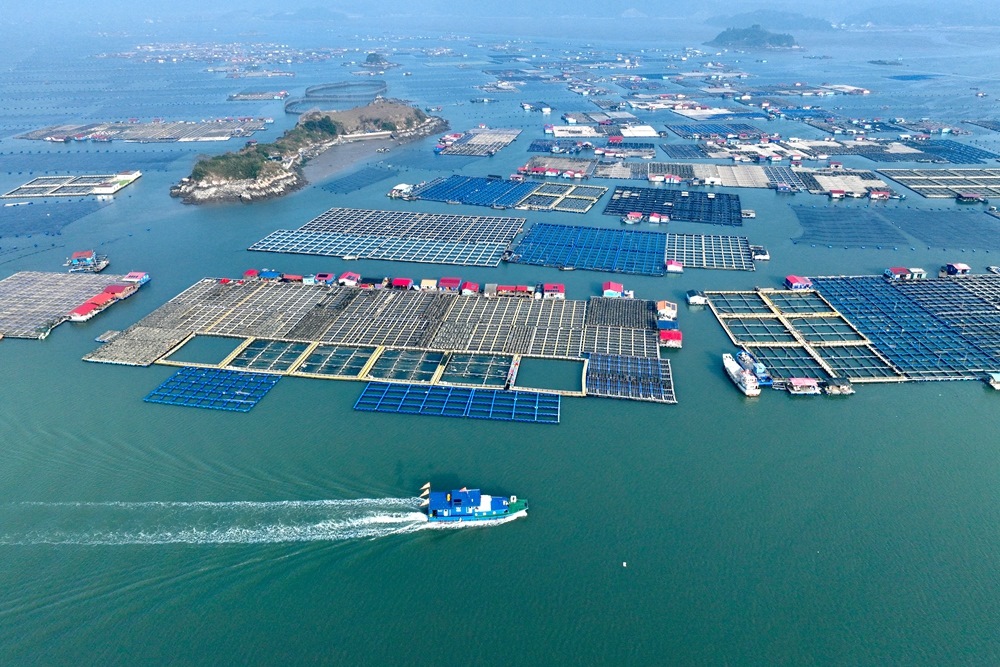 這是2024年1月11日拍攝的福建省寧德市霞浦縣海上養(yǎng)殖區(qū)（無人機(jī)照片）。新華社記者 姜克紅 攝
