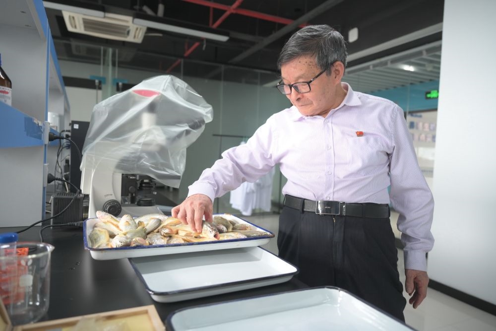 2024年5月8日，劉家富在位于福建省寧德市科技服務(wù)中心大樓的海水養(yǎng)殖生物育種全國重點(diǎn)實(shí)驗(yàn)室了解大黃魚的培育情況。新華社記者 林善傳 攝