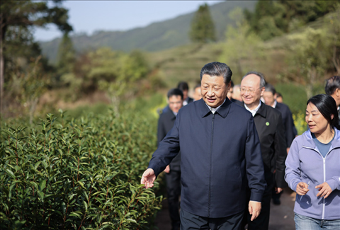 2021年3月22日下午，習近平在福建省南平市武夷山市星村鎮(zhèn)燕子窠生態(tài)茶園，察看春茶長勢，了解當?shù)夭璁a(chǎn)業(yè)發(fā)展情況。