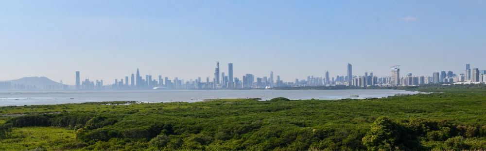  深圳福田紅樹林濕地（2024年1月19日攝）。在深圳，茂密的紅樹林東起新洲河口、西至深圳灣公園，懷抱城市中心區(qū)域，沿海岸線形成了長約6公里的“綠色長城”，為每年數(shù)以十萬計的候鳥留下彌足珍貴的國際遷徙通道。