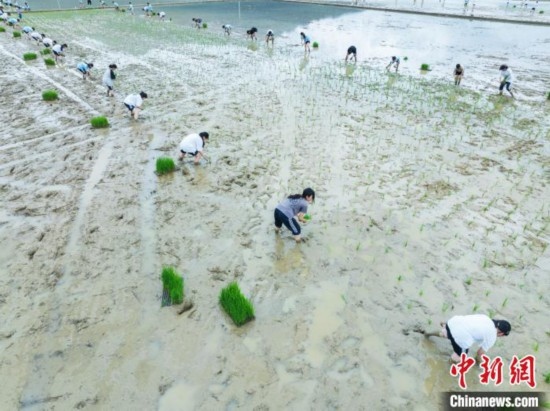 圖為5月21日，航拍綏陽(yáng)縣旺草中學(xué)學(xué)生在旺草萬(wàn)畝大壩體驗(yàn)插秧。唐哲 攝