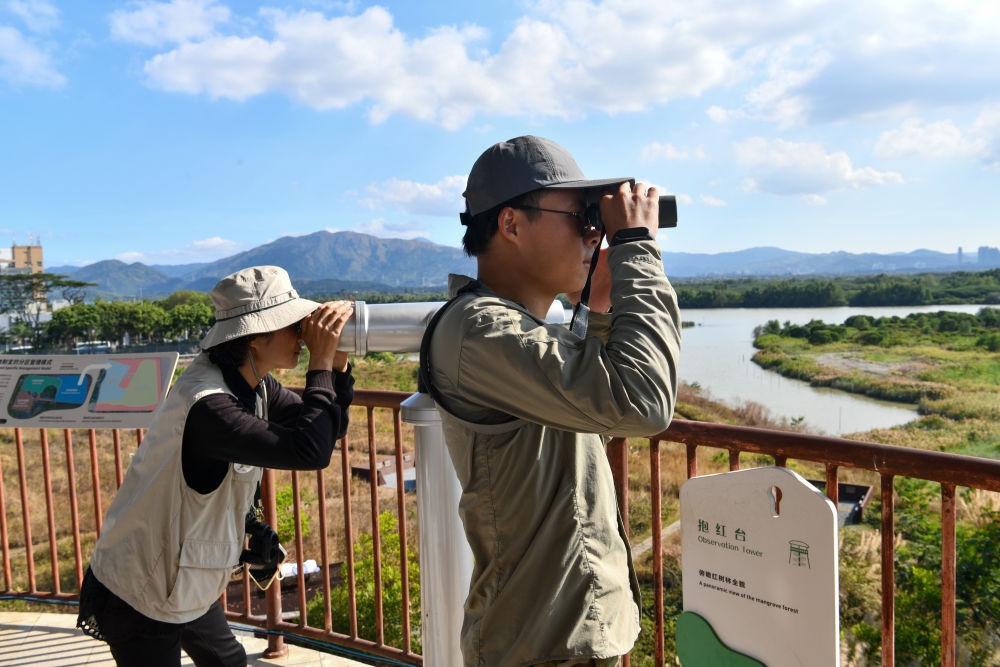  工作人員在深圳福田紅樹林濕地進行黑臉琵鷺種群數(shù)量調(diào)查（2024年1月19日攝）。