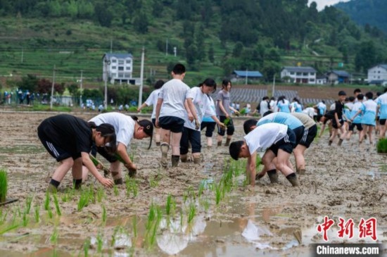 圖為5月21日，綏陽(yáng)縣旺草中學(xué)學(xué)生在旺草萬(wàn)畝大壩體驗(yàn)插秧。唐哲 攝