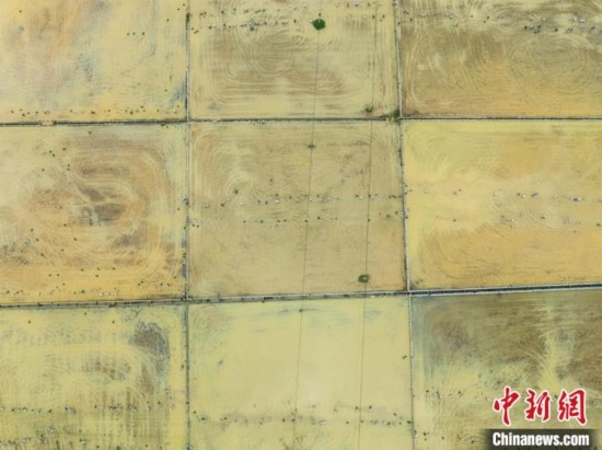 圖為5月21日，航拍綏陽(yáng)縣旺草中學(xué)學(xué)生在旺草萬(wàn)畝大壩體驗(yàn)插秧。唐哲 攝