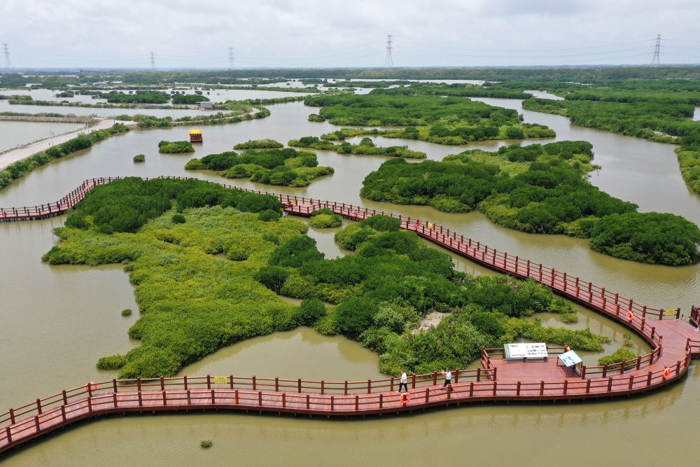 在廣東省湛江市金牛島拍攝的紅樹林（2023年5月25日攝，無人機照片）。