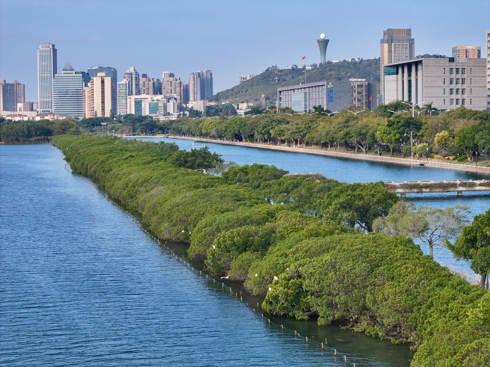 福建廈門筼筜湖紅樹林種植帶（2024年1月24日攝，無人機照片）。