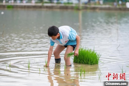 圖為5月21日，一名學(xué)生在綏陽(yáng)縣旺草萬(wàn)畝大壩體驗(yàn)插秧。唐哲 攝