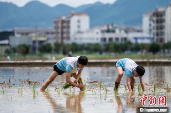 圖為5月21日，兩名學(xué)生在綏陽(yáng)縣旺草萬(wàn)畝大壩體驗(yàn)插秧。唐哲 攝