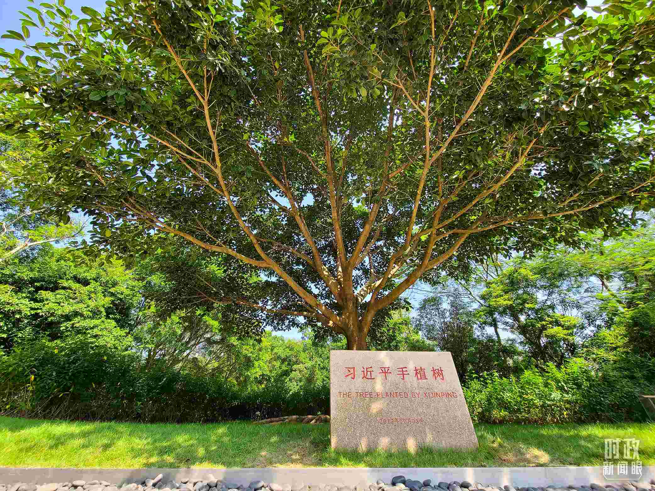 習近平2012年在深圳蓮花山公園種下的高山榕樹已枝繁葉茂。（總臺央視記者趙化拍攝）