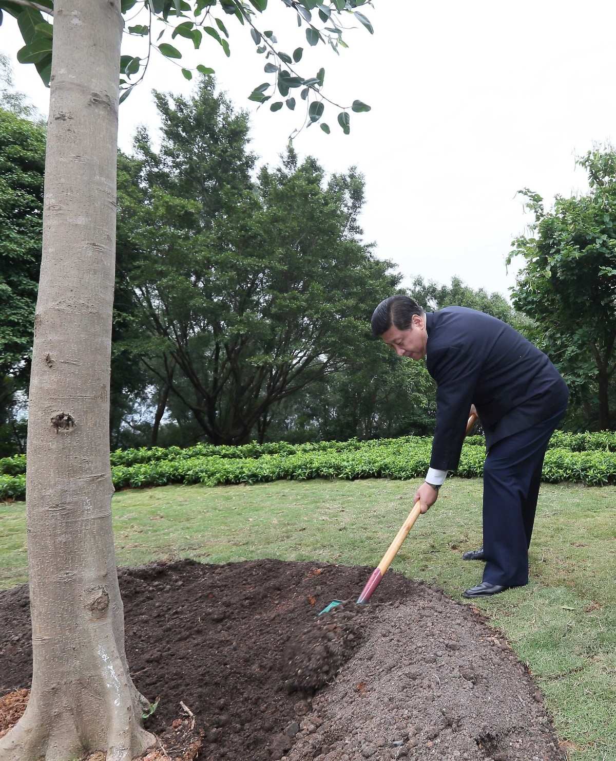 2012年12月8日，習近平在深圳蓮花山公園種下一棵高山榕樹。