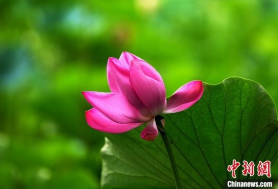 6月19日，時值一年畢業(yè)季，四川大學(xué)望江校區(qū)荷花池里的荷花盛開，成為了畢業(yè)生們的打卡圣地，吸引了眾多畢業(yè)生拍照留念。圖為盛開的荷花。中新社記者 安源 攝