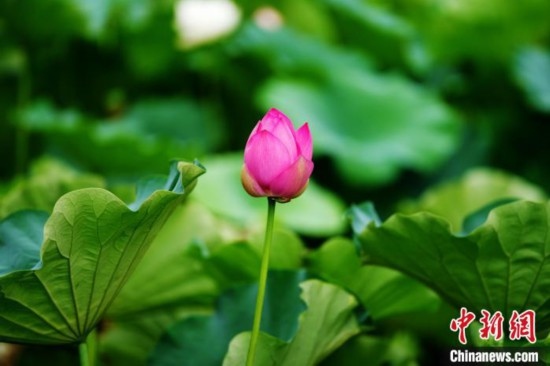 6月19日，時值一年畢業(yè)季，四川大學(xué)望江校區(qū)荷花池里的荷花盛開，成為了畢業(yè)生們的打卡圣地，吸引了眾多畢業(yè)生拍照留念。圖為含苞待放的荷花。中新社記者 安源 攝