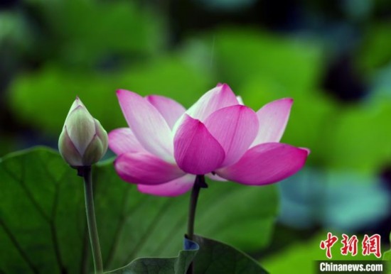6月19日，時值一年畢業(yè)季，四川大學(xué)望江校區(qū)荷花池里的荷花盛開，成為了畢業(yè)生們的打卡圣地，吸引了眾多畢業(yè)生拍照留念。圖為盛開的荷花。中新社記者 安源 攝