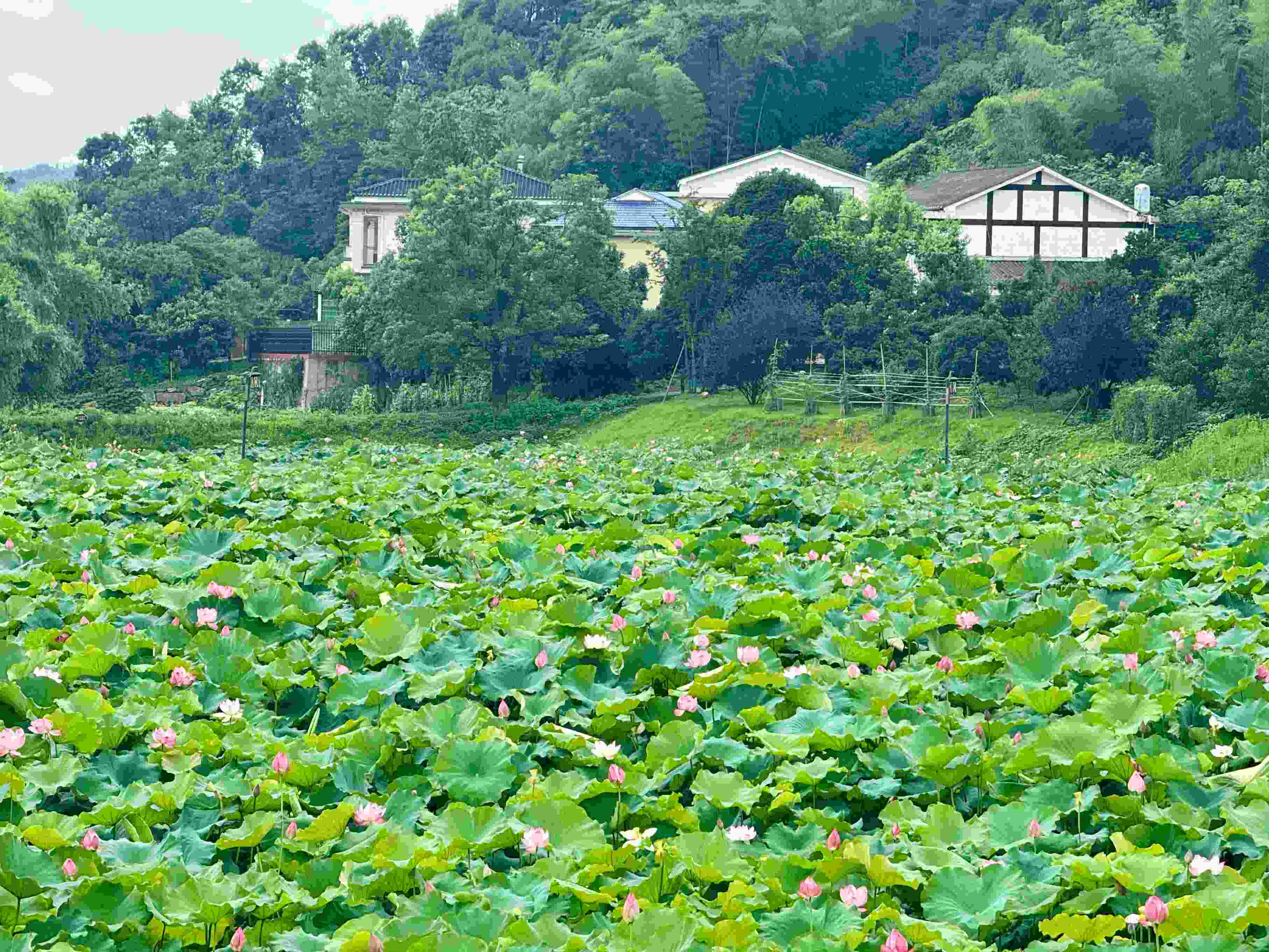 在湖南省益陽(yáng)市清溪村，滿池荷花競(jìng)相綻放。人民網(wǎng)記者 劉微攝