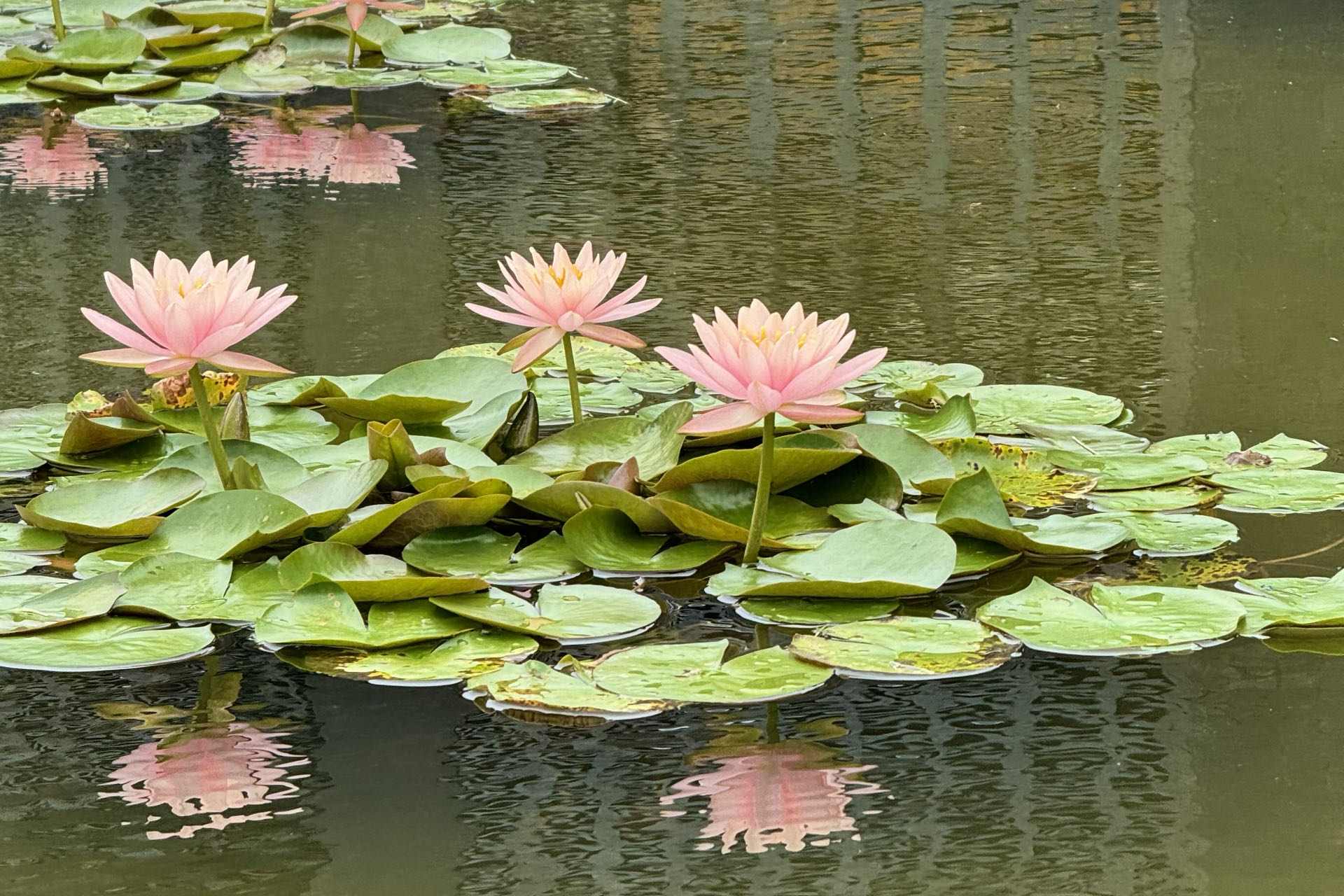 在湖南益陽(yáng)清溪村，睡蓮開(kāi)得正盛。人民網(wǎng)記者 劉微攝