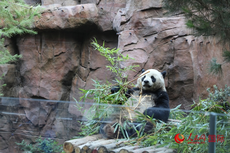 2、“云川”和“鑫寶”落戶圣迭戈動物園，開啟了新一輪中美大熊貓保護(hù)合作。 人民網(wǎng)記者 李志偉攝 (1)