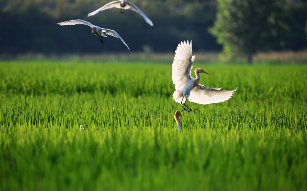 2023年8月7日，鷺鳥在山東省臨沂市郯城縣郯城街道水稻田間飛舞。新華社發(fā)（張春雷 攝）