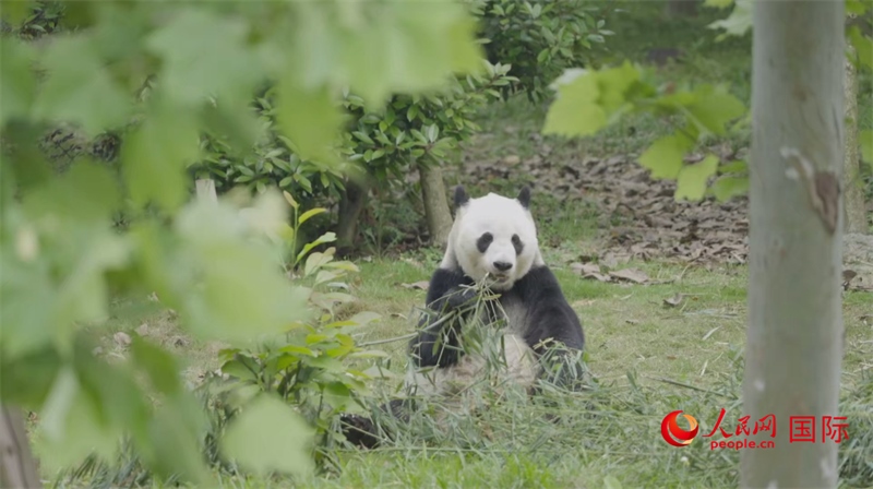 成都大熊貓繁育研究基地的熊貓。人民網(wǎng)記者 張榮攝