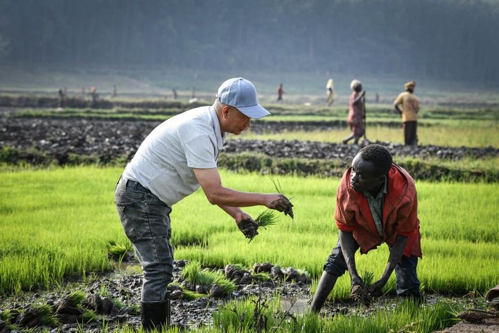 2024年8月14日，在盧旺達南方省胡耶區(qū)的中國援盧旺達農(nóng)業(yè)技術(shù)示范中心，水稻專家鄭瑞金（左）在稻田里指導(dǎo)當(dāng)?shù)氐巨r(nóng)進行秧苗移栽。新華社記者 韓旭 攝
