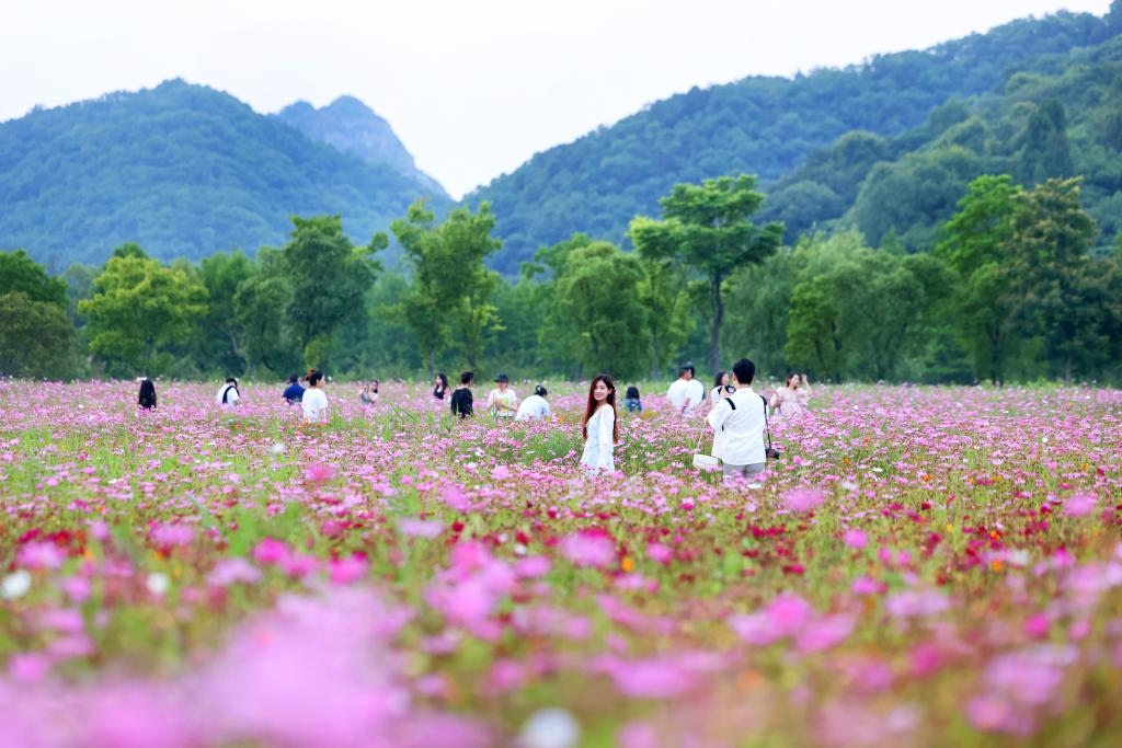 6月8日，游人在浙江省杭州市西湖區(qū)雙浦鎮(zhèn)銅鑒湖畔的花海中游覽。新華社發(fā)（周方玲 攝）
