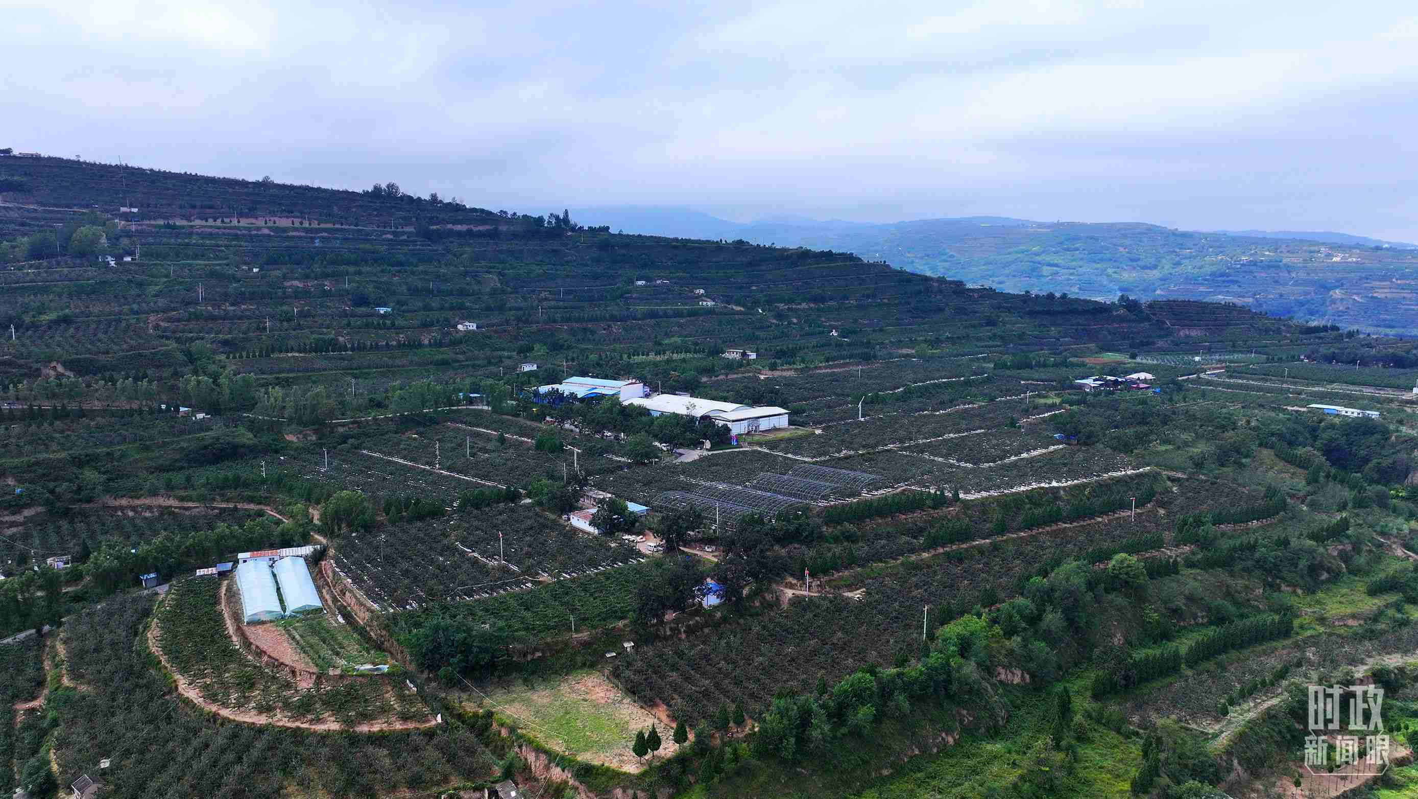 △ 麥積區(qū)南山花牛蘋果基地。（總臺央視記者范凱拍攝）