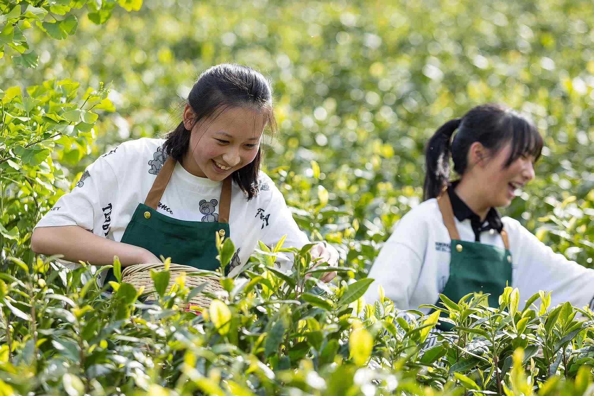 浙江安吉，游客在茶園里體驗采茶
