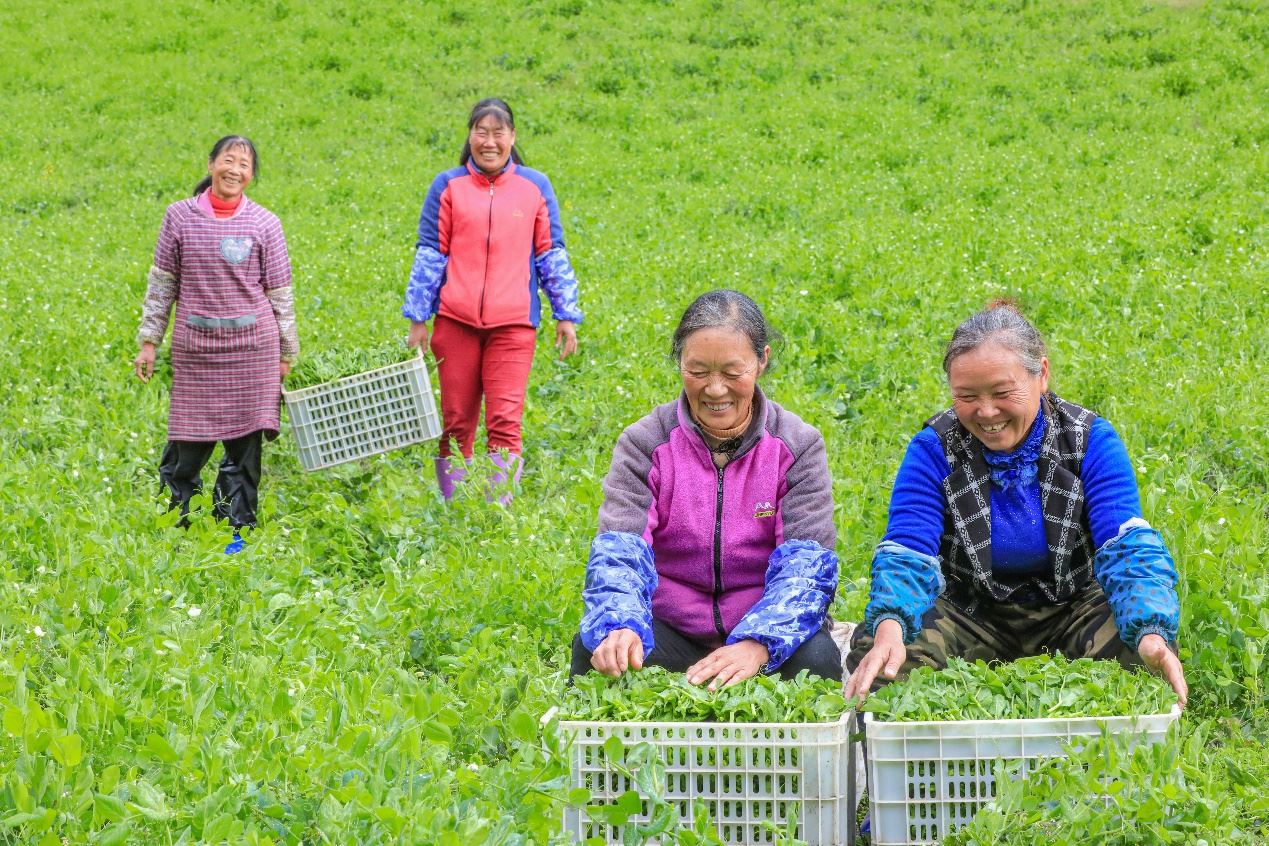 在四川省阿壩藏族羌族自治州馬爾康市馬爾康鎮(zhèn)納足村，當(dāng)季蔬菜喜獲豐收，群眾正在忙著采收、裝箱供應(yīng)市場。來源：人民圖片