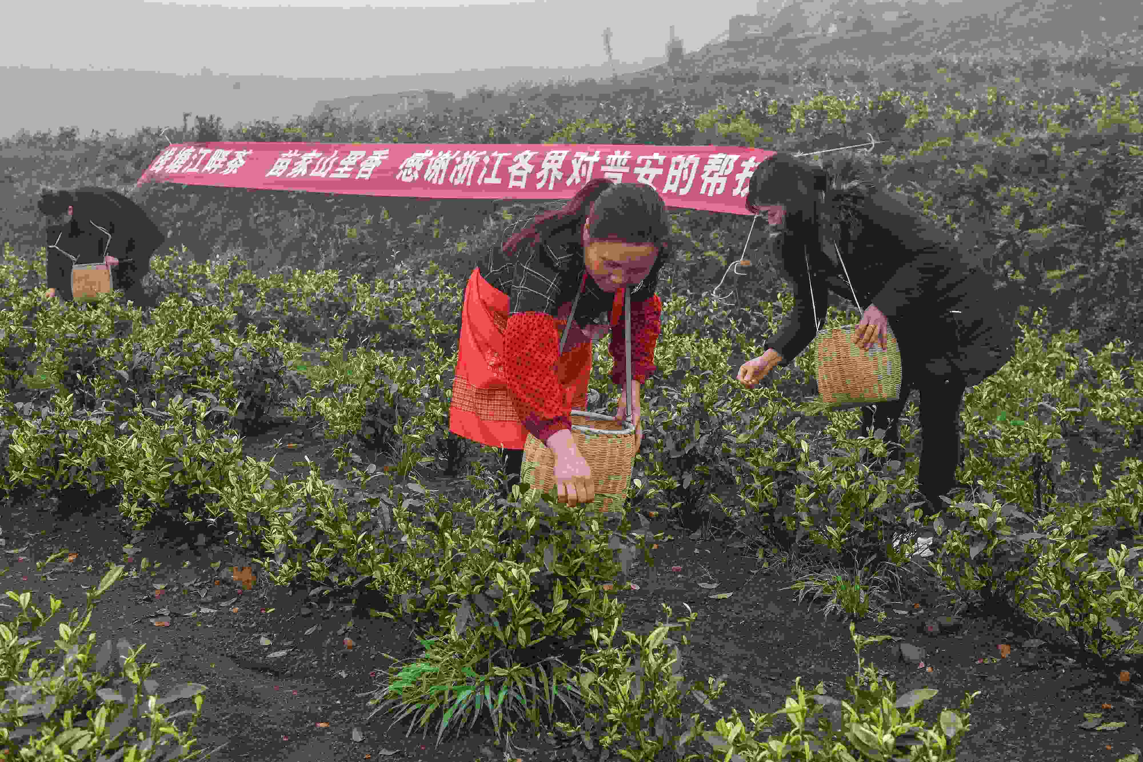 2021年4月14日，工人在貴州省黔西南州普安縣地瓜鎮(zhèn)屯上村“白葉一號”感恩茶園采茶。這片茶園由浙江省安吉縣捐贈。