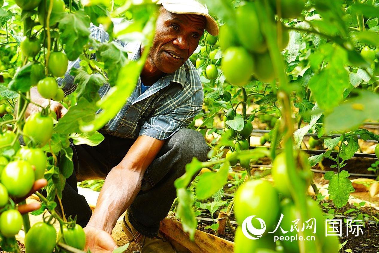 肯尼亞納庫魯郡，當(dāng)?shù)剞r(nóng)民喬納·卡蘭賈家的溫室大棚里，番茄長勢喜人。人民網(wǎng)記者 黃煒鑫攝