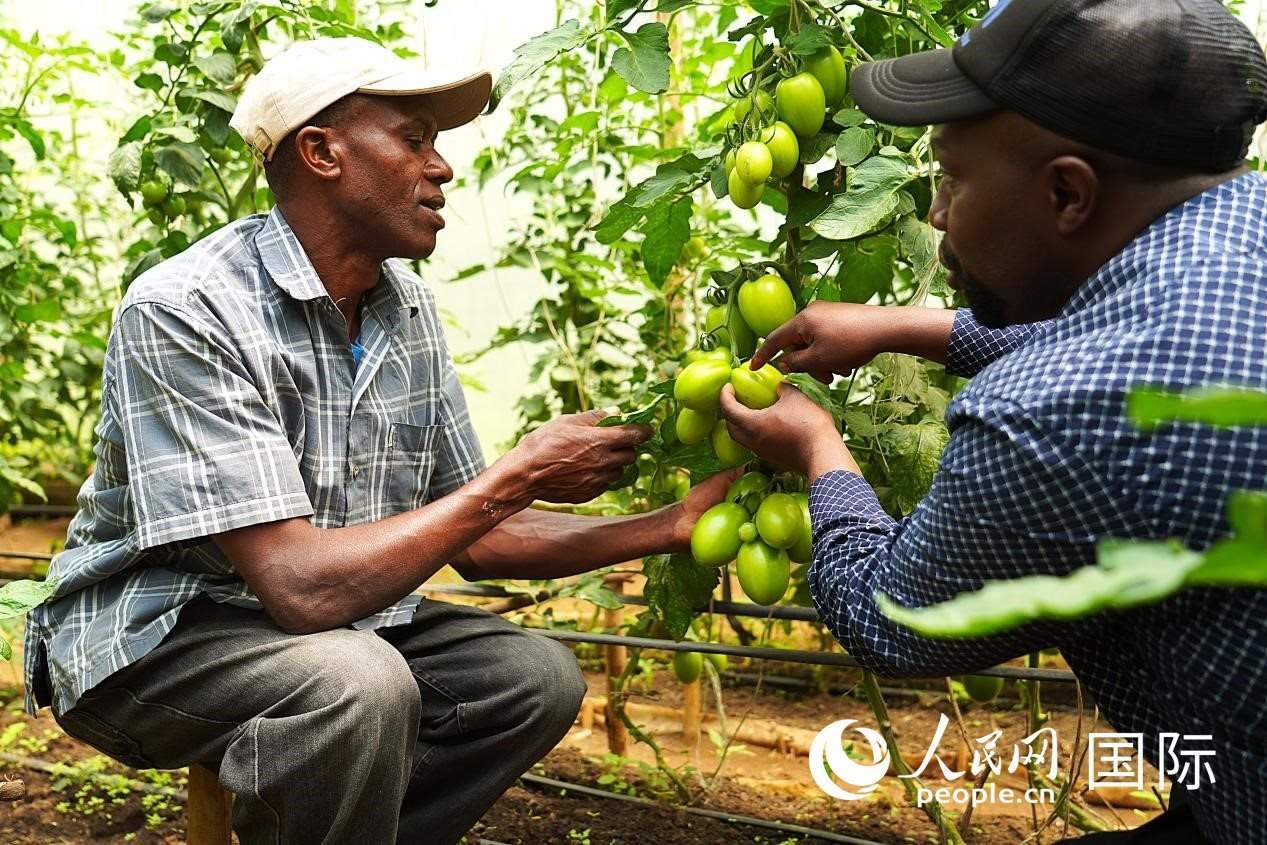 肯尼亞納庫魯郡，埃格頓大學(xué)園藝學(xué)專家史蒂芬·吉藤古在溫室大棚里指導(dǎo)當(dāng)?shù)剞r(nóng)民喬納·卡蘭賈種植番茄。人民網(wǎng)記者 黃煒鑫攝
