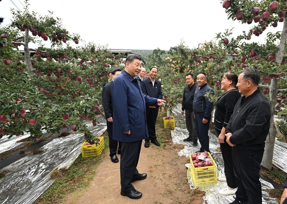 2024年9月11日，習(xí)近平在甘肅省天水市麥積區(qū)南山花牛蘋(píng)果基地考察時(shí)，走進(jìn)果林了解相關(guān)種植、技術(shù)和管理情況。習(xí)近平指出：“經(jīng)過(guò)70多年培育發(fā)展，花牛蘋(píng)果品牌更響亮了。要加強(qiáng)品種保護(hù)和培育，優(yōu)化種植方式，創(chuàng)新?tīng)I(yíng)銷(xiāo)模式，把這個(gè)特色產(chǎn)業(yè)做得更大，帶動(dòng)更多群眾增收致富。”
