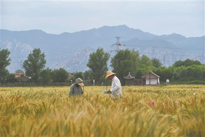 圖為中國農業(yè)大學師生在該校上莊實驗站開展小麥育種工作。馬文哲攝
