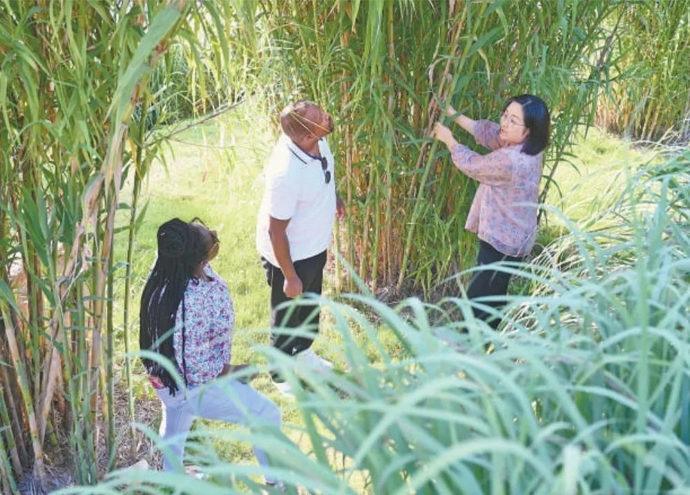 福建農(nóng)林大學(xué)國際菌草工程技術(shù)研究中心工作人員（右）在向盧旺達(dá)留學(xué)生介紹菌草品種“綠洲1號”蘆竹的生長情況。新華社記者 林善傳 攝