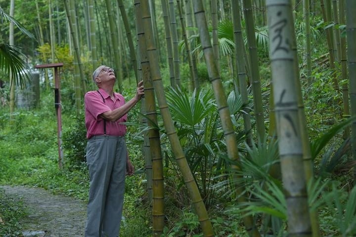 奈斯在莫干山的竹林里散步。