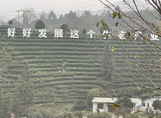 景寧畬族自治縣澄照鄉(xiāng)三石村馬嶺頭茶葉基地。劉軍國攝